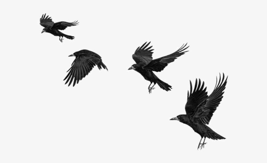#raven #ravens #birds #bird #cro