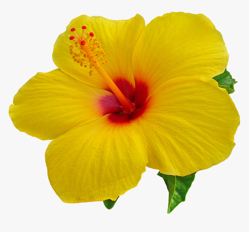 Hibiscus Png Images Transparent Free Download - Hibiscus Flower Transparent Background