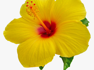 Hibiscus Png Images Transparent Free Download - Hibiscus Flower Transparent Background