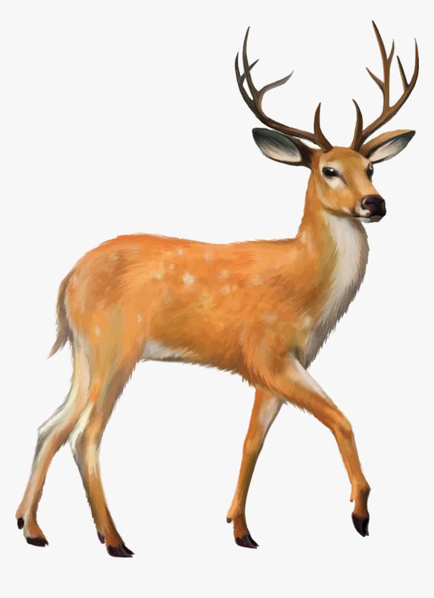 Deer Png Photo Background - Deer
