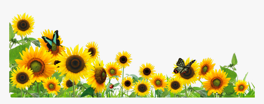 Transparent Background Sunflower