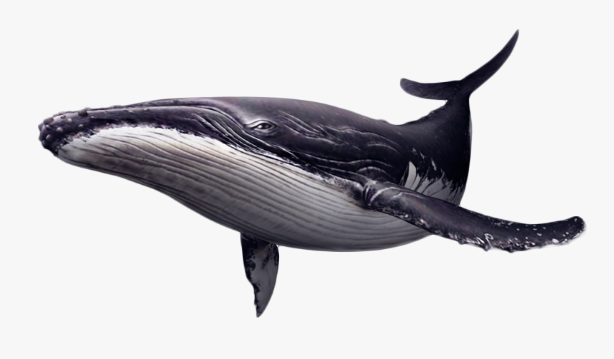 Portable Network Graphics Whales