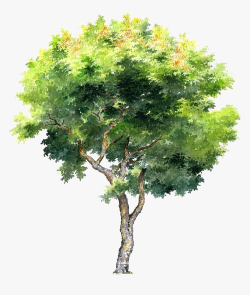 Architectural Rendering Watercolor Trees Png