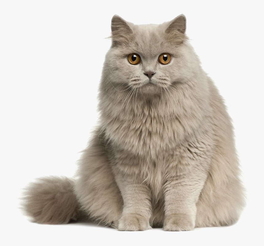 Cute Cat Transparent Image - Cute Cat Png