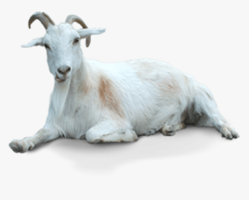 Free Png Of Goat - Transparent Background Goat Png