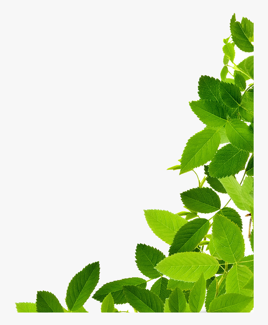 Leaves Download Image Clipart - Green Leaf Png