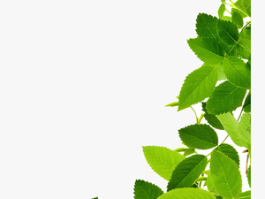 Leaves Download Image Clipart - Green Leaf Png