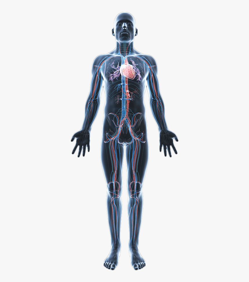 Body Png Hd - Human Body Anatomy