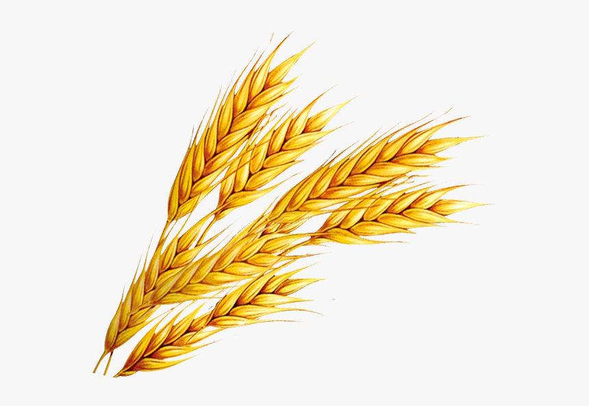 Wheat Png Free Download - Wheat 