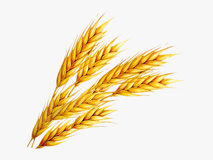 Wheat Png Free Download - Wheat Clipart