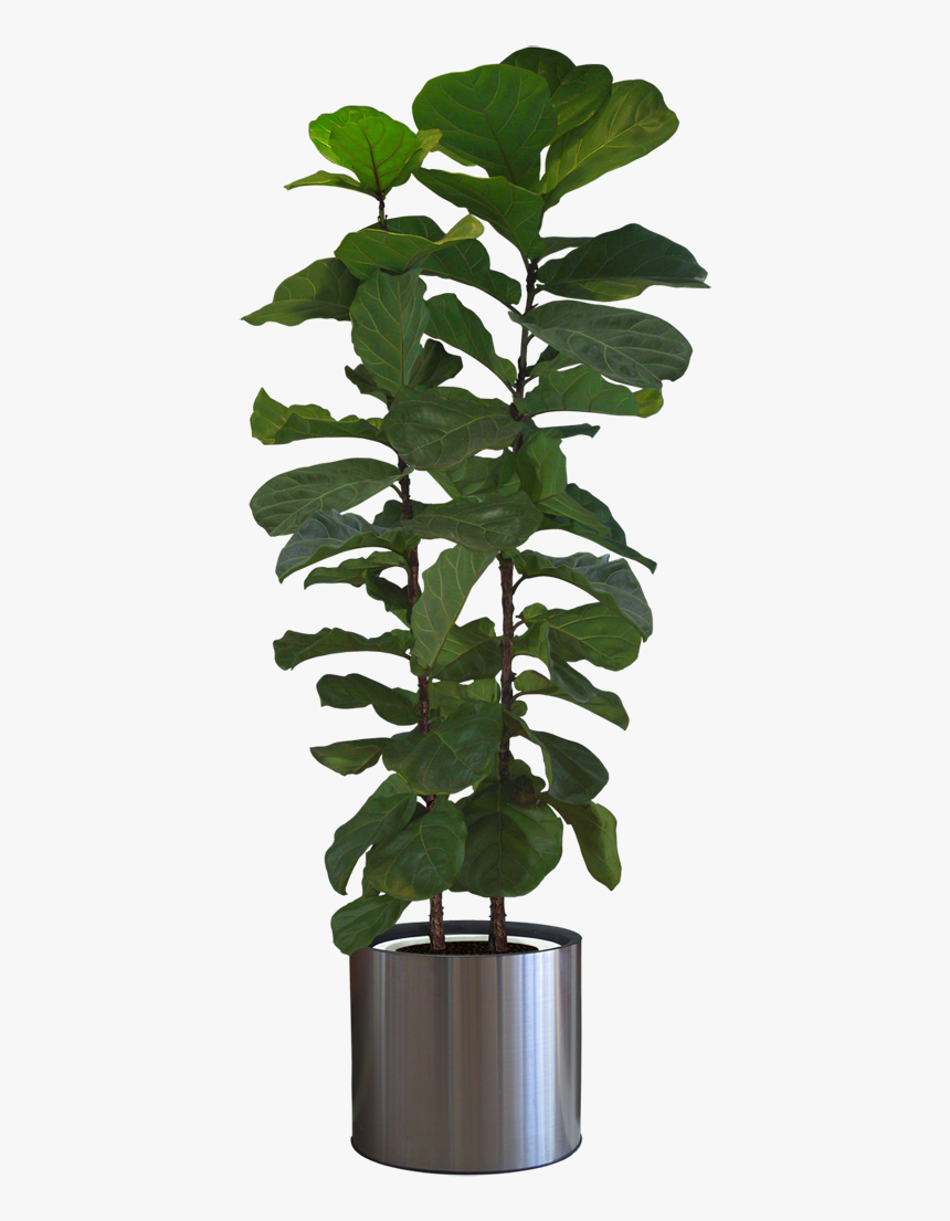 Potted Plants Png Download - Ind