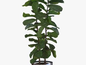 Potted Plants Png Download - Indoor Potted Plant Png