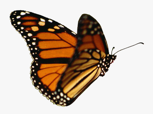 Butterflies Clipart Realistic - Real Butterfly Transparent Background