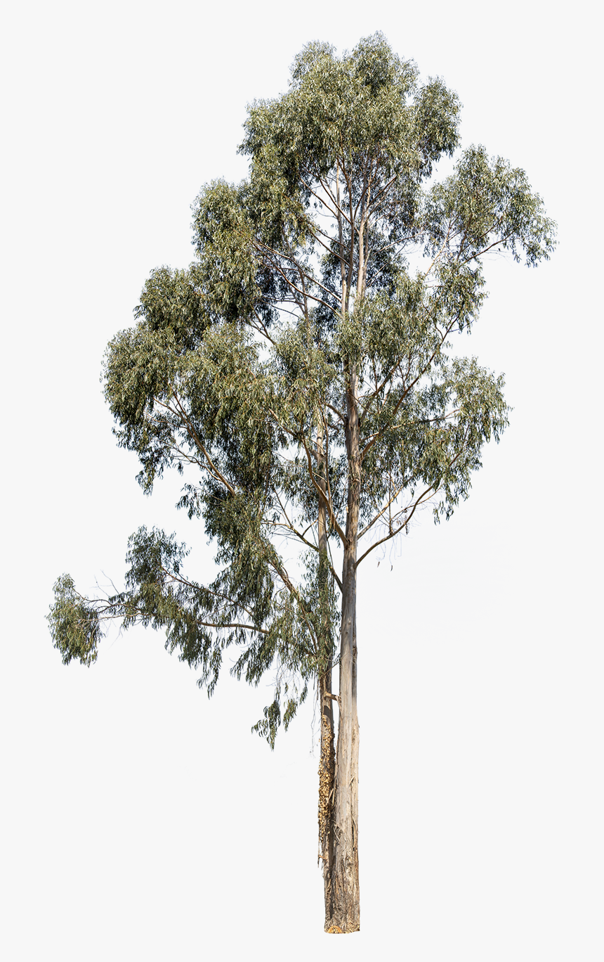 Transparent Kumquat Clipart - Eucalyptus Tree Png