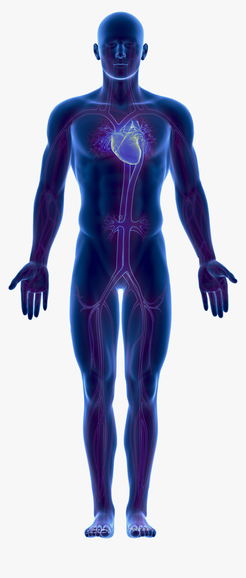Transparent Png Body - Full Human Body Png
