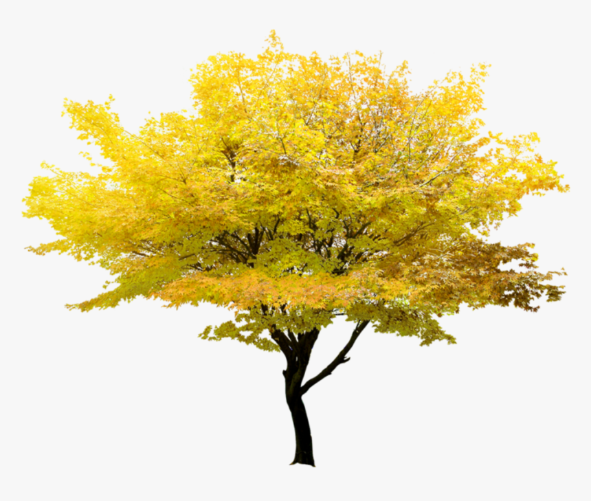 Transparent Autumn Tree Png - Fl