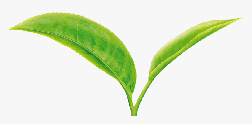 Tea Leaf Png - Green Tea Leaves 