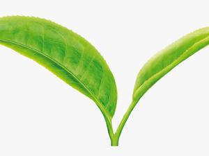 Tea Leaf Png - Green Tea Leaves Png