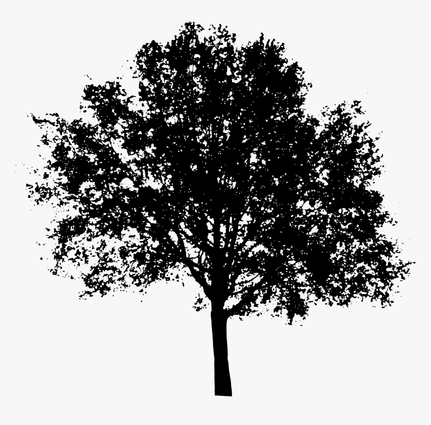 Tree Shadow Png - Silhouette Tree Vector Png