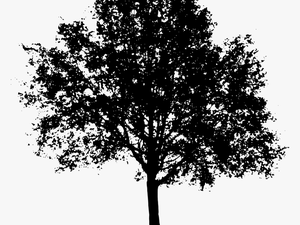 Tree Shadow Png - Silhouette Tree Vector Png