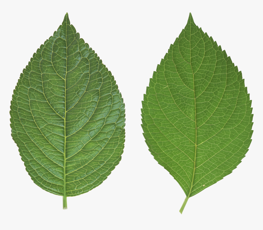 Green Leaf Png - Transparent Lea