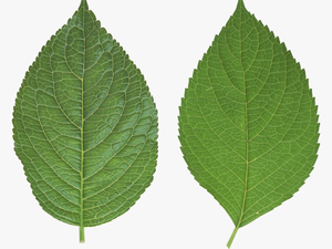 Green Leaf Png - Transparent Leaf Png