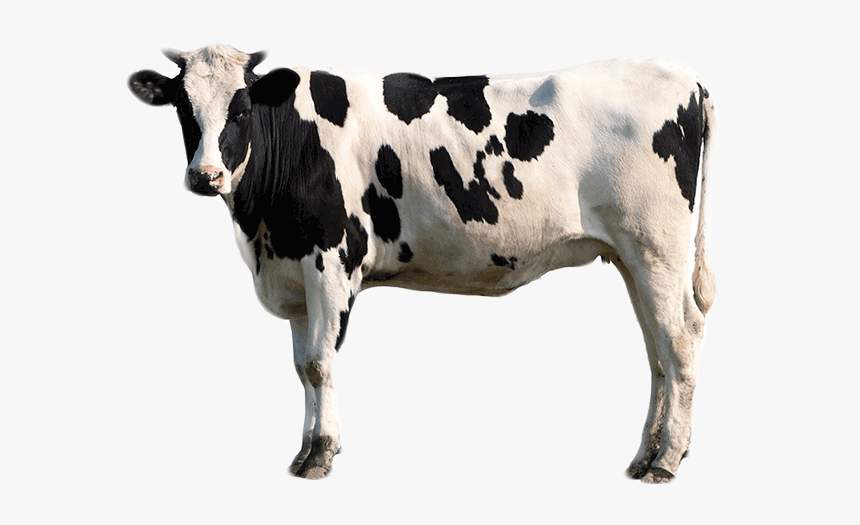 Pigment Treatments Bcmc - Transparent Background Male Cow Png