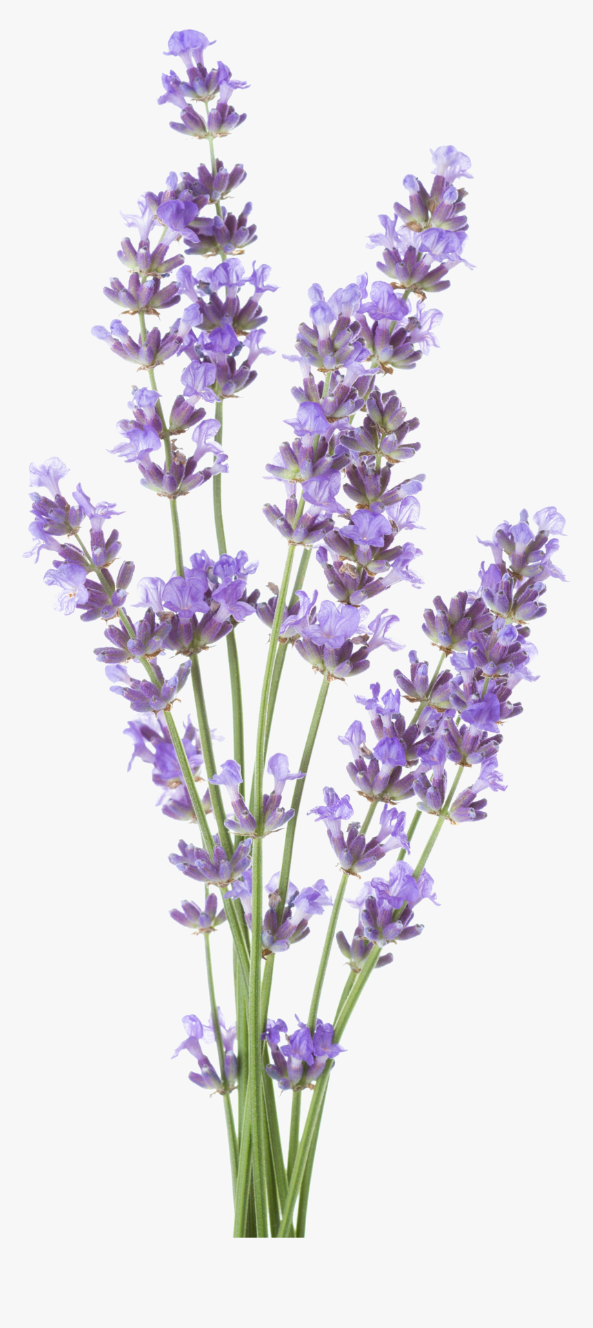 Lavender - Royalty Free Lavender