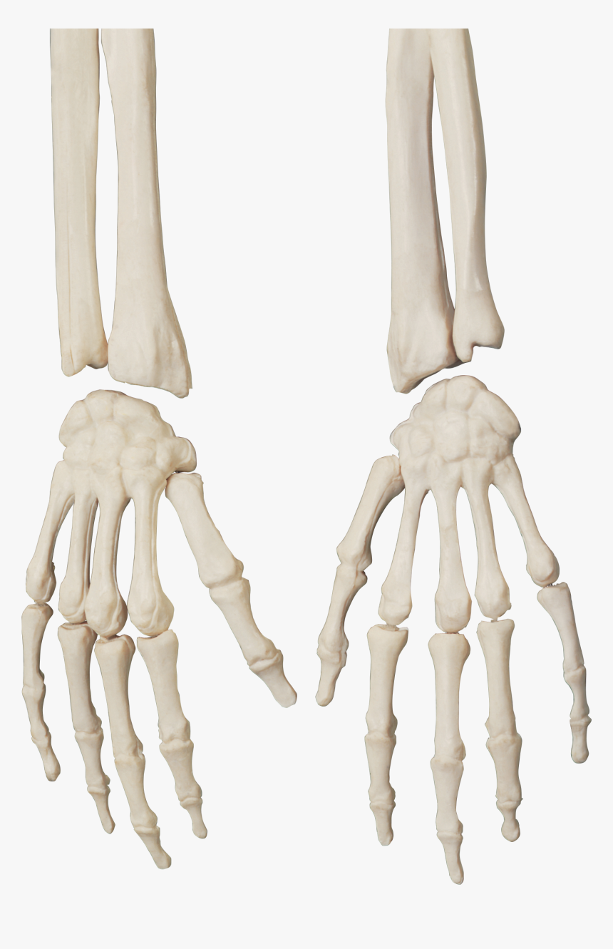 Skeleton Png - Skeleton Hand Png