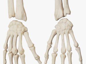 Skeleton Png - Skeleton Hand Png
