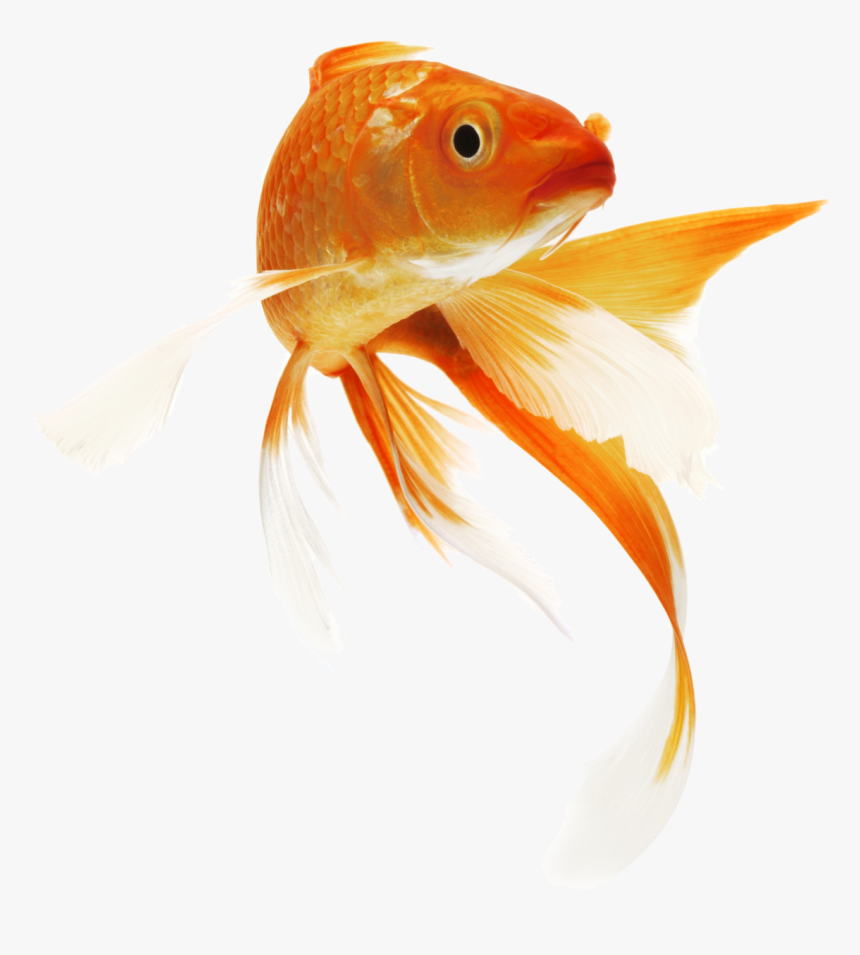 Golden Fish Png Transparent