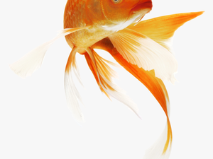 Golden Fish Png Transparent