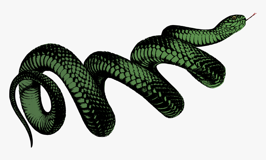 Colour - Png Transparent Snake P