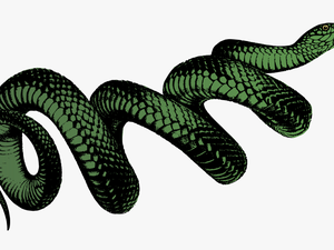 Colour - Png Transparent Snake Png - Coiled Snake
