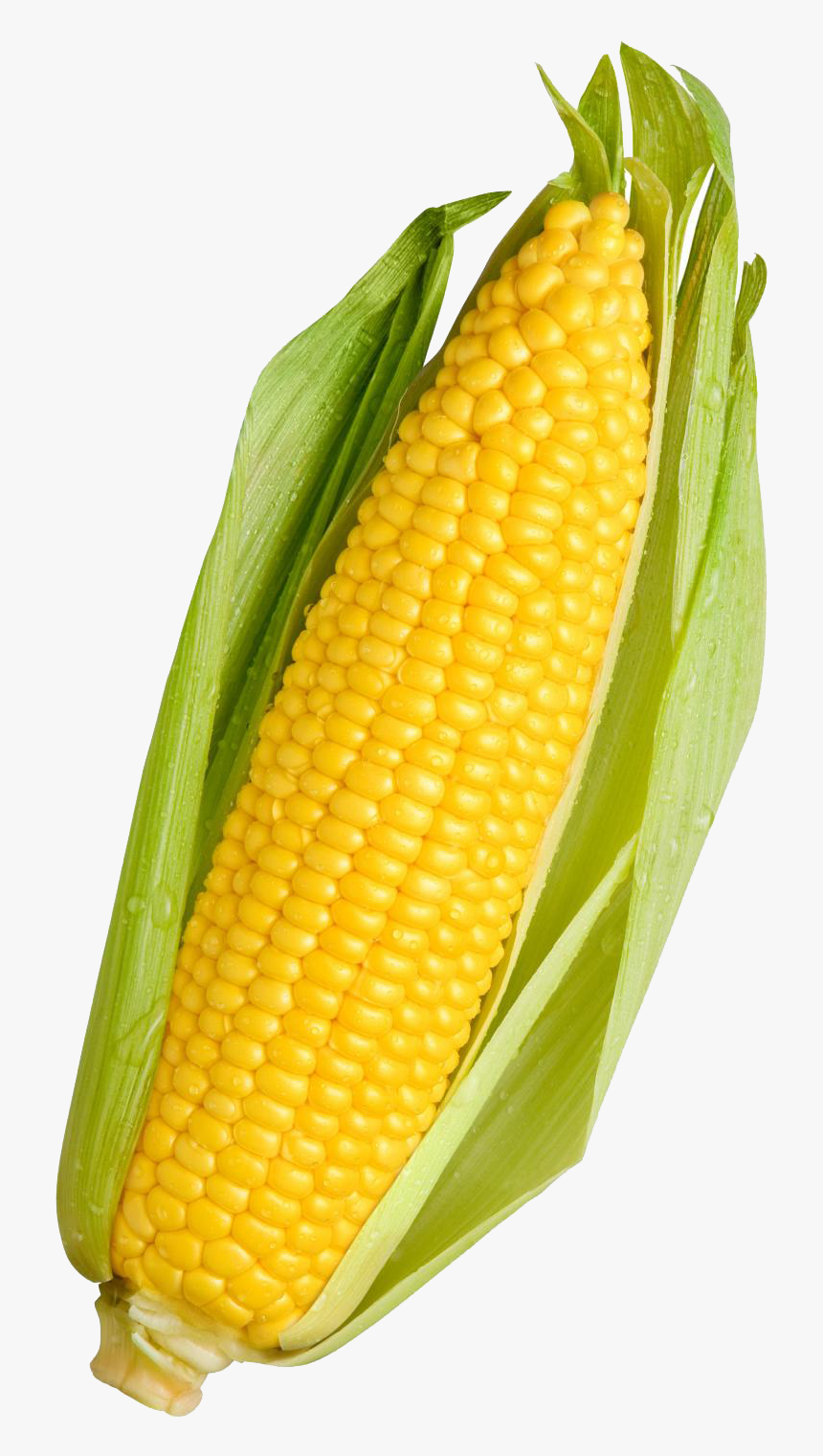 Corn Png Transparent Image - Yellow Corn