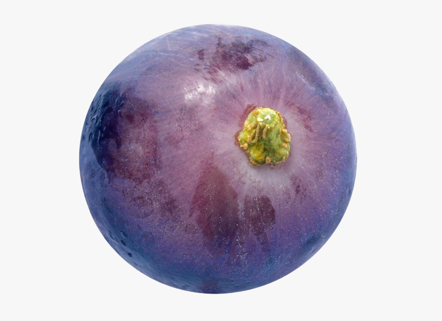 Grapes Png Hd Quality - Single Purple Grape Png