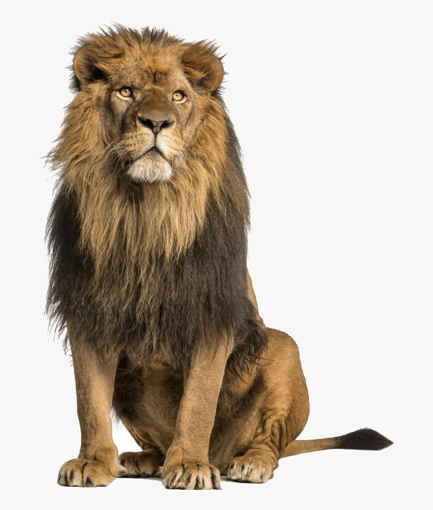 Lion Stock Photography Royalty-free - Lion Sitting Up