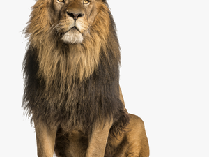 Lion Stock Photography Royalty-free - Lion Sitting Up