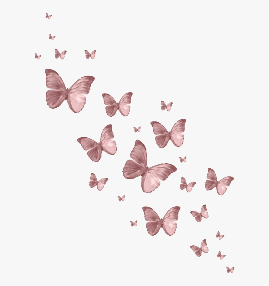 #butterfly #butterflys #pink #vintage #aesthetic #edit - Lycaena