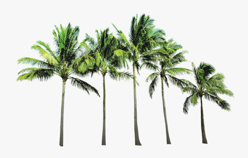 Transparent Palm Trees Png - Coc