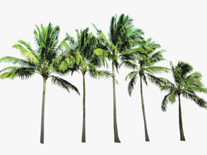 Transparent Palm Trees Png - Coconut Tree Png File