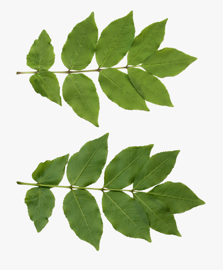 Tree Leaf Texture Png