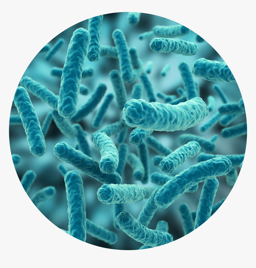Bacteria Png Hd - Transparent Ba