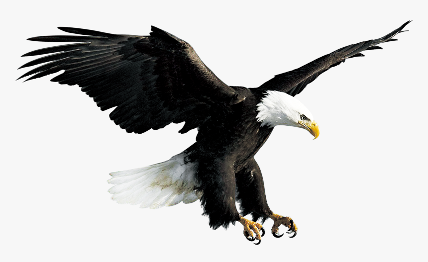 Bald Eagle Hawk Falconiformes - Eagle Png