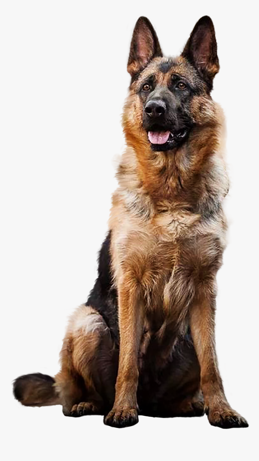 German Shepherd Png - German Shepherd Dog In Transparent Background