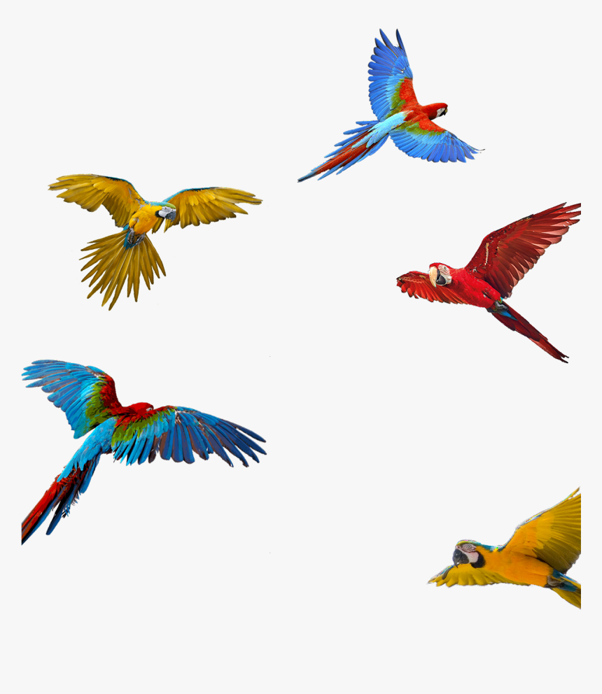 Macaw Download Png