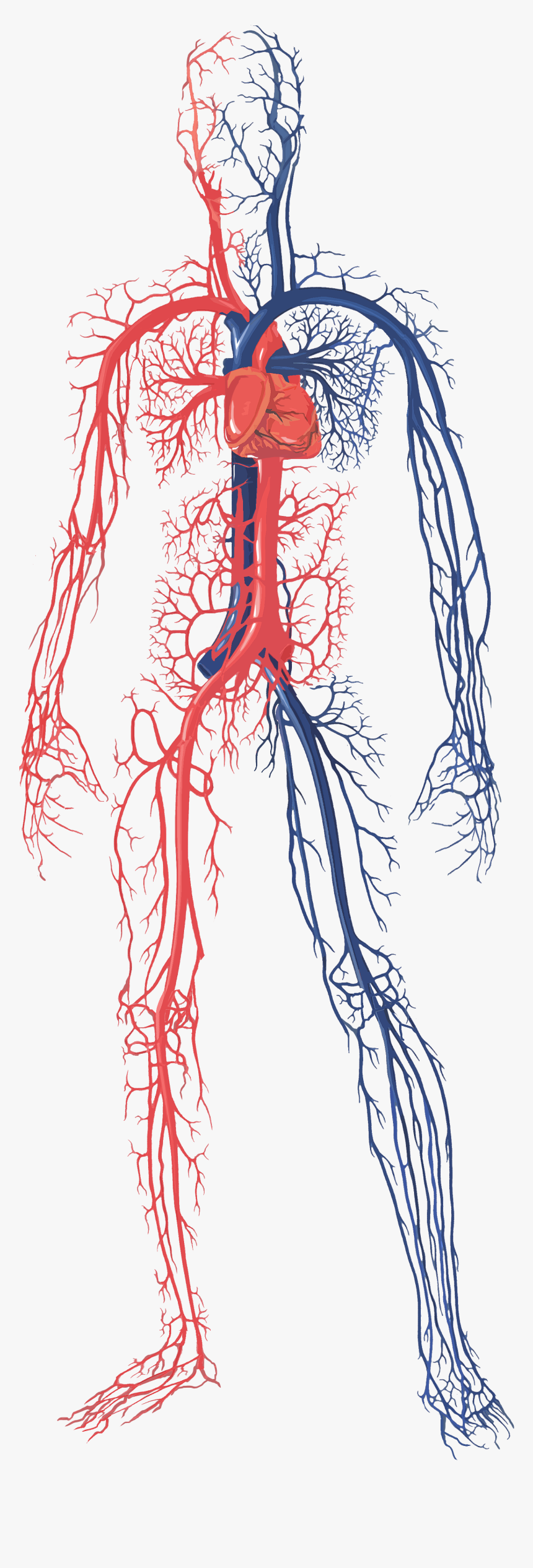 Human Circulatory System Png