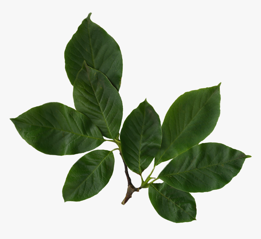 Transparent Real Leaves Png