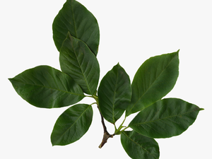 Transparent Real Leaves Png
