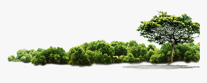 Green Tree Jungle Hd Image Free Png Clipart - Jungle Tree Png Free